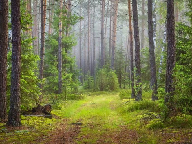В России введут единый стандарт и госплан для лесоустройства